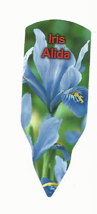 Iris alida 0001.jpg
